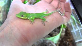 Baby CH Cuban Knight Anole [upl. by Theda]