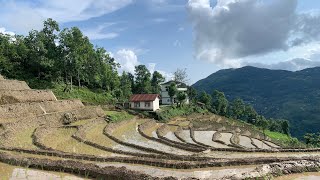 The Organic Life Of Sikkim Paddy season 🌱🌾👨🏻‍🌾🧑🏻‍🌾👩🏻‍🌾 Planting day 🌱👩🏻‍🌾Episode 5 [upl. by Ademordna433]