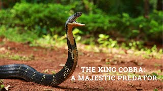 The King Cobra A Majestic Predator [upl. by Etnom]