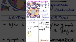 Leydig vs Sertoli Cells [upl. by Nageam]