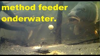 Karpervissen met de method feeder onderwater beeldenCarp fishing with a Method feeder underwater [upl. by Finkelstein]