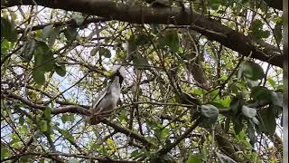 White Winged Dove mating dance and call [upl. by Arv]