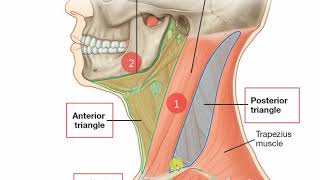 Anterior triangle of neck [upl. by Azial]