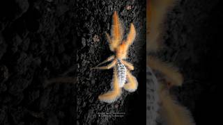 The fluffy camel spider Paragaleodes cf sericeus an absolutely gorgeous Solifugae camelspider [upl. by Led]