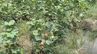 glyphosate resistant cotton variety after 3 days of herbicide spray result will be shared soon [upl. by Alec52]