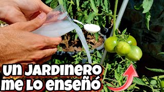 NUNCA MÁS TIRES ESTO Es un potente ABONO CASERO para tus Plantas Huerta urbana en casa [upl. by Sessler]