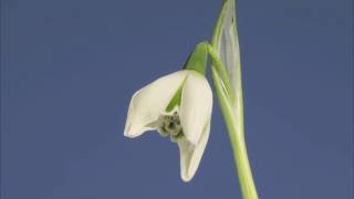 Galanthus Hill Poe flower opening time lapse [upl. by Ennaid]