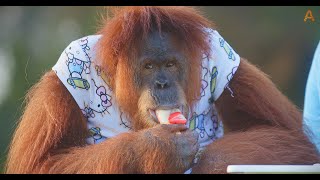 Animalia  The Orangutans cool down with some iced fruit [upl. by Jaehne]