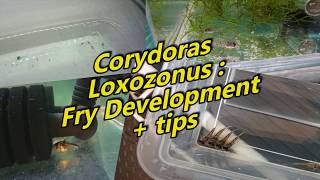 Corydoras Loxozonus  Fry Development  tips [upl. by Kathie]