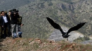 Cóndores vuelven a volar en libertad en Chile [upl. by Christoforo]