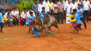 அலங்கை போட்டோகிராபி நண்பர்கள் ராஜாக்கள்பட்டி வடமஞ்சுவிரட்டில் Alangai Photography [upl. by Wolfy846]