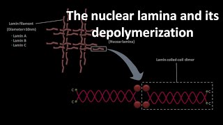 Nuclear lamina and its depolymerization [upl. by Hadleigh]