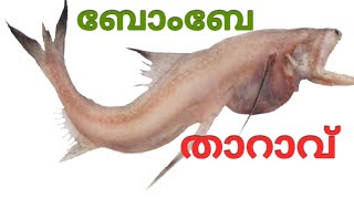 Bombay Duck Masala  Harpadon nehereus  Bummalo  Bombil  Boomla  ബോംബെ താറാവ് മസാല വേറിട്ട പാചകം [upl. by Acitel846]