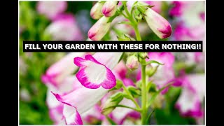 How to take cuttings of Penstemon and fill your garden with colour [upl. by Harihs]