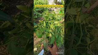 Winter Garden series part62024 tomato saplings🍅 public gardening wintergardenbackyardgardening [upl. by Claudie748]