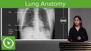 Lung Anatomy – Radiology  Lecturio [upl. by Anihtyc]