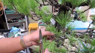 pinus radiata bud selection and thinning needles [upl. by Lamprey137]