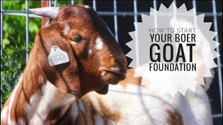 BREEDING BOER GOATS  SETTING A BREEDING FOUNDATION [upl. by Ahselak60]