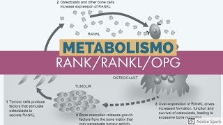 Metabolismo del calcio Sistema RANKRANKlOPG 5 de 5 [upl. by Anehc]