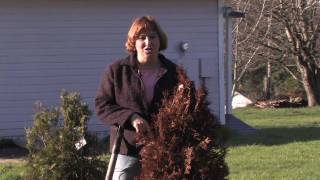 Gardening Tips  How to Remove Dead Shrubs [upl. by Anelys555]