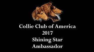 COLLIE CLUB OF AMERICA 2017 SHINING STAR AMBASSADOR [upl. by Atteyek231]