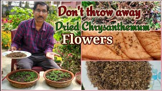 Grow Chrysanthemum from Seeds Dont throw away the dried flowers [upl. by Klehm34]