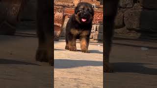 German shepherd dog lover status videoviralvideo breed germanshepherd [upl. by Dorice]