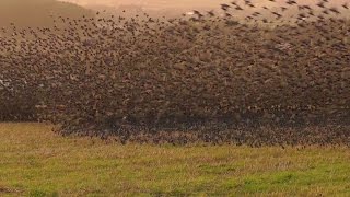 Mind Blowing Starling Murmuration  Exceptional Close Up in Cornwall [upl. by Lanctot]