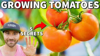 5 SECRETS For Success GROWING TOMATOES In Fall [upl. by Eerased]