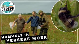 Bijzonder hommel in Zeeuwse Yerseke Moer  TV  Vroege Vogels [upl. by Trevah]