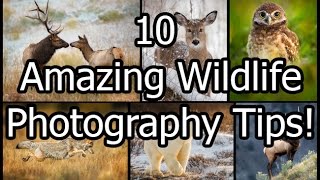 10 Amazing Wildlife Photography Tips [upl. by Ayenet]