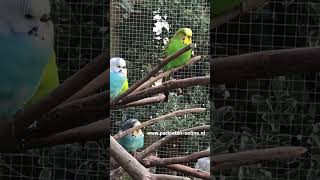 grasparkieten lovebirds budgies budgerigar aviary parakeets birdsounds [upl. by Dier799]