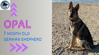 Opal  7 Month Old German Shepherd  14 Day Advanced Training Program  Leash Manners  Leave It [upl. by Elle]