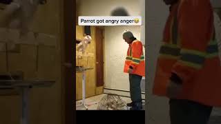 Parrot Loses It After Guy Smashes Its Cage You Wont Believe Its Reaction [upl. by Getraer]