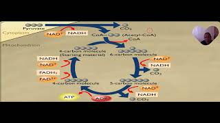 les etapes du cycle de KREBS [upl. by Lamont99]