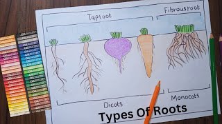 Types Roots Diagram  Label Diagram Of Roots  Science Drawing [upl. by Royden]