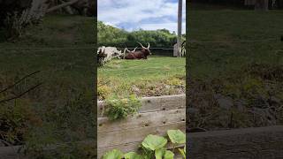 Cows with long horns cow animal animals toronto trending viral shortsviral vlog [upl. by Niwle]