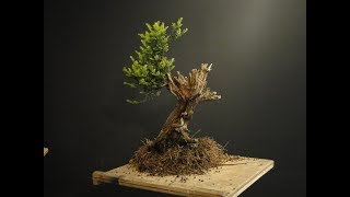 Taxus baccata English Yew Bonsai 15 [upl. by Esnohpla877]