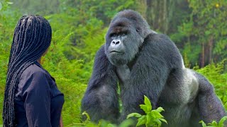 I went Gorilla Trekking in Uganda  World’s Best Wildlife Encounter [upl. by Neil]