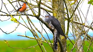 CUCKOO versus CHAFFINCH Cuculus canorus [upl. by Alastair648]