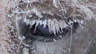 Yakutian Horses Who Never Freeze in Siberia Russia Якутские лошади в Якутии [upl. by Tnomyar997]