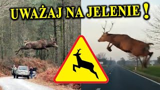 Samobójczy Pęd JELENI Ataki Na Ludzi 🦌 Skąd To Się Bierze [upl. by Fenn564]