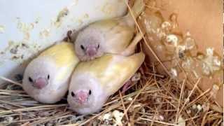 Baby Gouldian Finches [upl. by Nugent]