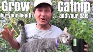 Grow Catnip Plants for Your Health and Your Cats [upl. by Llebana539]