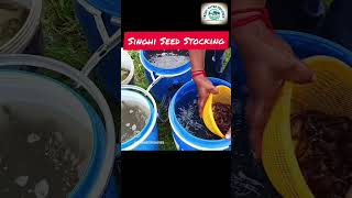 Singhi Fish Seed singhifish fishing biofloc aquaculture [upl. by Ahsed]