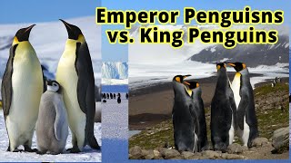 Emperor Penguins vs King Penguins How to Distinguish Them [upl. by Riva]