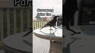 Adorable Currawong overcomes shyness birds Currawong tricks [upl. by Aieki]