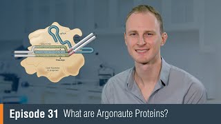 NEB TV Ep 31 What are Argonaute Proteins [upl. by Leandre]