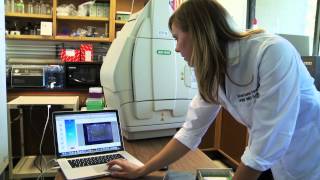 Studying Diabetes at UC Davis with the ChemiDoc™ MP Imaging System [upl. by Carolann]