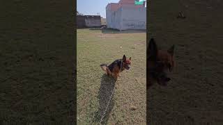 German shepherd dog on morning walk germanshepherd fun pets doglover puppy shorts shortsfeed [upl. by Aniad]